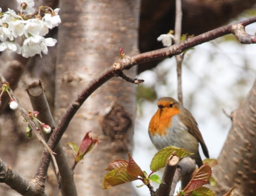 How to improve your garden for birds