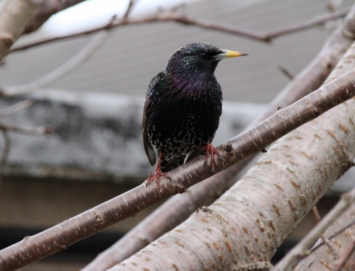 Backyard Biodiversity Volunteer with the National Biodiversity Data Centre