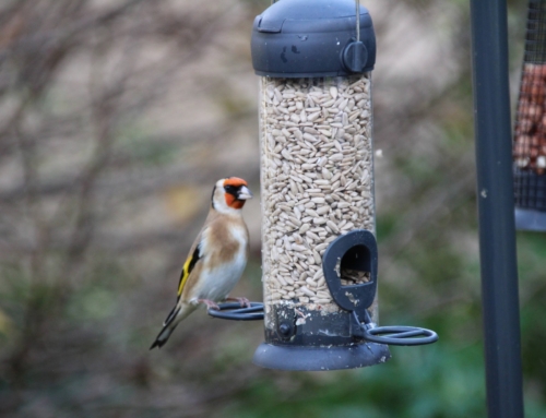 Join in with the Birdwatch Ireland annual Irish garden bird survey!