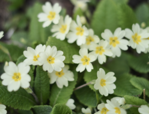 Get involved in the #SpringFlowersProject with the National Biodiversity Data Centre