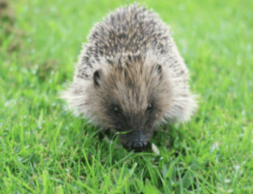 Find out more about the DLR Hedgehog Campaign!
