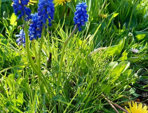 Brian’s story – creating a wildflower garden