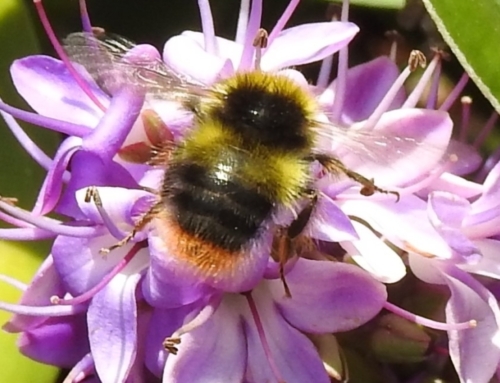 Going Potty for Pollinators